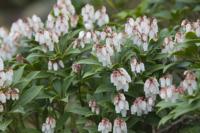 Rotsheide - thumbnail