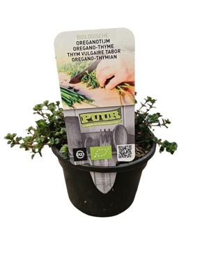 Puur Biologische Oreganotijm