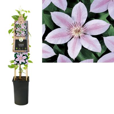 Roze bosrank (Clematis "John Paul II") klimplant Roze bosrank (Clematis "John Paul II") klimplant