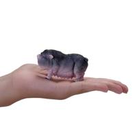 Mojo farmland buikzwijn - 381079 - thumbnail