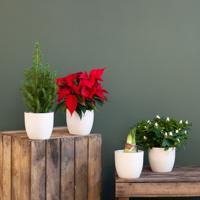 Kerst Plantenbox - 4 stuks - thumbnail