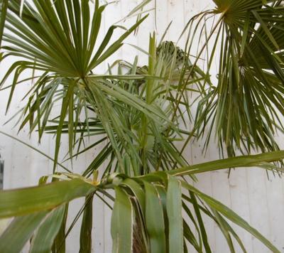 Winterharde Palmboom stamhoogte 100 cm en hoogte 225 cm Trachycarpus Warentuin Natuurlijk - Warentuin natuurlijk