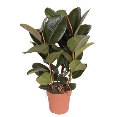 Ficus Robusta (Rubberplant) - P 24 cm