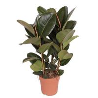 Ficus Robusta (Rubberplant) - P 24 cm - thumbnail