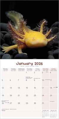 Axoloths Kalender 2026 Axoloths Kalender 2026