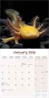 Axoloths Kalender 2026 - thumbnail
