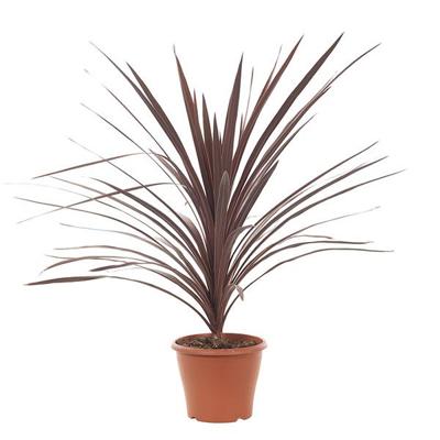Cordyline Australis red sensation - P 21 cm