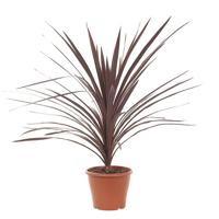 Cordyline Australis red sensation - P 21 cm - thumbnail