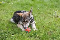 Rugby toyfastic te vullen roodturkoois 12 x 75 cm - thumbnail