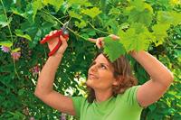 WOLF-Garten 73CFA003650 RS 2500 Tuinschaar Amboss - thumbnail