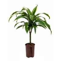 Dracaena arturo XXS hydrocultuur plant - thumbnail