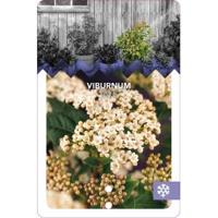 Sneeuwbal (Viburnum tinus) heester - 40-50 cm (C15) - 4 stuks - thumbnail