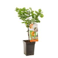 Abrikoos Prunus armeniaca abrikoos patio - thumbnail