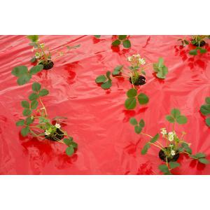 Kweekfolie voor aardbeien 0.95 x 10 m Kweekfolie voor aardbeien 0.95 x 10 m