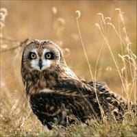 Uilen Kalender 2026 - thumbnail