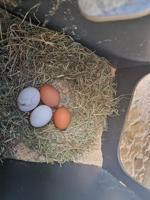 Cucciolotta Polly Run Kippenren - thumbnail