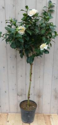 Camelia wit op stam 120 cm Warentuin Natuurlijk - Warentuin natuurlijk