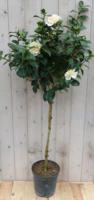 Camelia wit op stam 120 cm Warentuin Natuurlijk - Warentuin natuurlijk - thumbnail