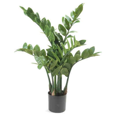 Zamioculcas x7 70 cm/116lvs Emerald - Emerald