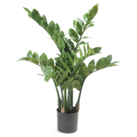 Zamioculcas x7 70 cm/116lvs Emerald - Emerald - thumbnail