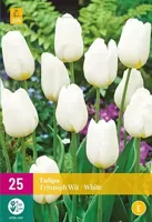 Tulpenbollen triumph wit 15 stuks - thumbnail