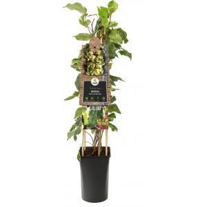 Klimplant Hedera Ivalace - Groene Klimop