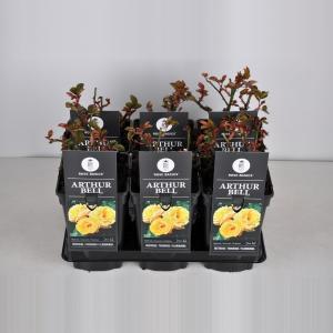 Trosroos (rosa "Arthur Bell") Trosroos (rosa "Arthur Bell")