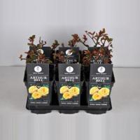 Trosroos (rosa "Arthur Bell") - thumbnail