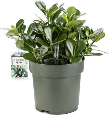 Clusia Green Magic Potmaat 27 H60-70 kamerplant Beautanic Lifestyle - Beautanic lifestyle