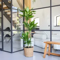 Dracaena Janet Lind - Drakenbloedboom - P27 - thumbnail