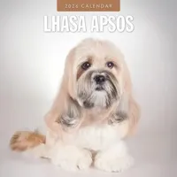 Lhasa Apso Kalender 2026 - thumbnail