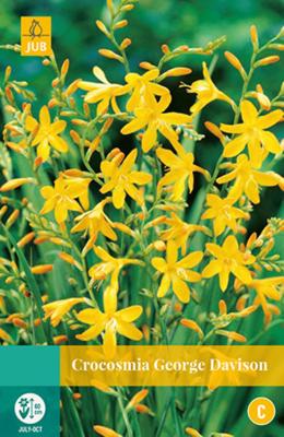 Crocosmia George Davison Bloembol JUB 10 bollen - Jub Crocosmia George Davison Bloembol JUB 10 bollen - Jub