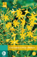 Crocosmia George Davison Bloembol JUB 10 bollen - Jub - thumbnail