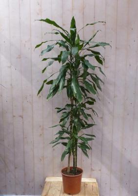 Drakenbloedboom Dracaena Fragrans Janet Lind/Groen H140-160 cm potmaat 27 cm 4 stammen kamerplant Warentuin Natuurlijk - Warentuin natuurlijk