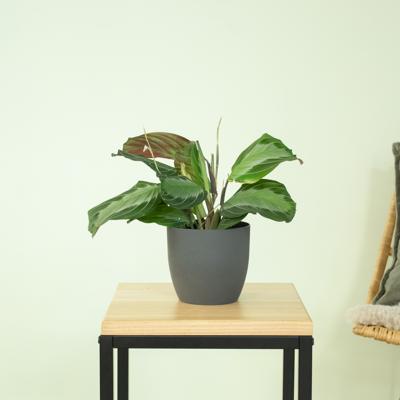 Maranta Silver Band - P12 Maranta Silver Band - P12