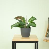 Maranta Silver Band - P12 - thumbnail