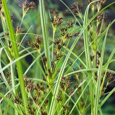 Moerings Cyperus longus - Cypergras