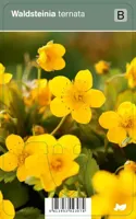 V.I.P.S. Waldsteinia ternata - waldsteinia p9 - thumbnail