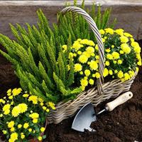 De Wit Potgrondschepje basic essen handvat 140mmdewit - thumbnail