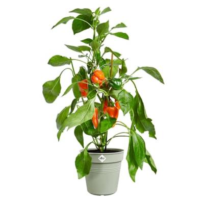Elho Green Basics Kweekpot Steengroen Ø40cm - thumbnail