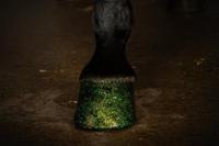 Excellent Horse Hi Gloss Glitter Hoof Polish Green 150 ml - thumbnail