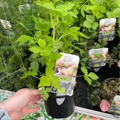 Puur kruiden Japanse Peterselie Puur kruiden Japanse Peterselie