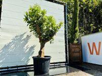 Citrusboom - Sinaasappelboom - thumbnail