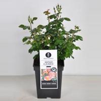 Trosroos (rosa "Mind Games"®) - C5 - 1 stuks - thumbnail