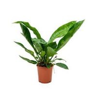 Anthurium jungle king S kamerplant - thumbnail