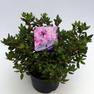 Dwerg rododendron (Rhododendron "Ramapo") heester - 20-25 cm - 1 stuks Dwerg rododendron (Rhododendron "Ramapo") heester - 20-25 cm - 1 stuks