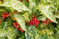 Broodboom - thumbnail