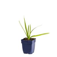 Leucojum aestivum vaste plant Griffioen - Griffioen - thumbnail