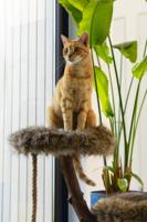 Designed by Lotte Aviva Krabmeubel - thumbnail