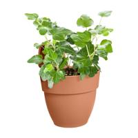 Elho Vibia Campana balkonbak easy hanger small terra - thumbnail